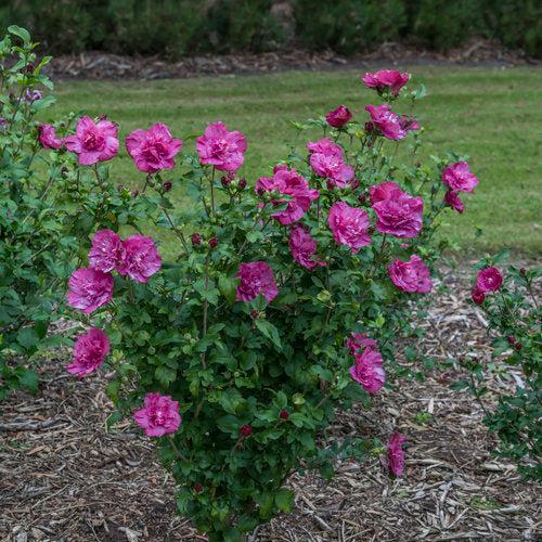 Hibiscus syriacus - Magenta Chiffon® Rose of Sharon