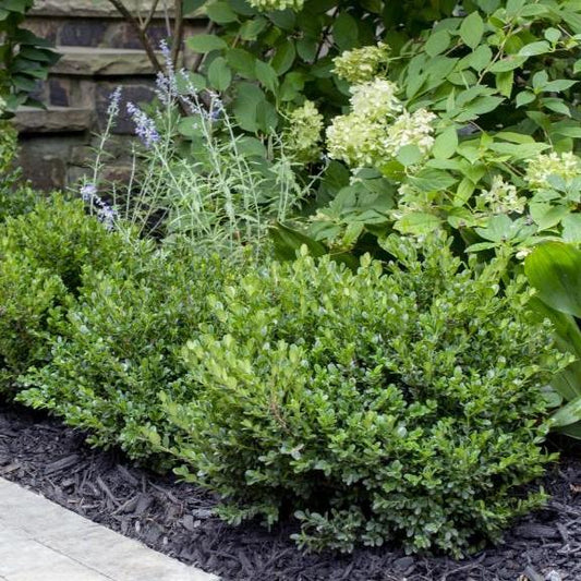 Buxus microphylla - Little Missy Boxwood