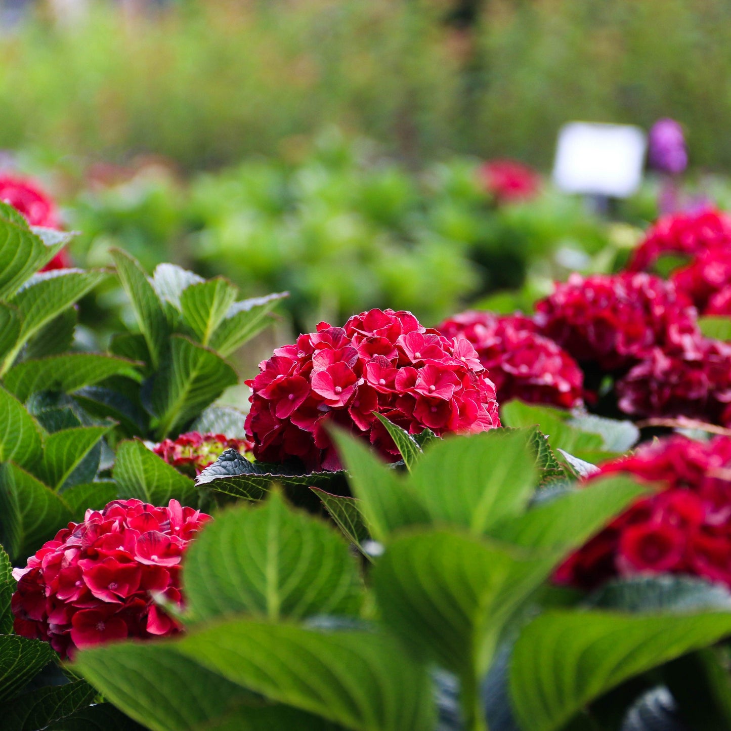 Hydrangea macrophylla - Bloomin' Easy® Cherry-Go-Round™ Hydrangea