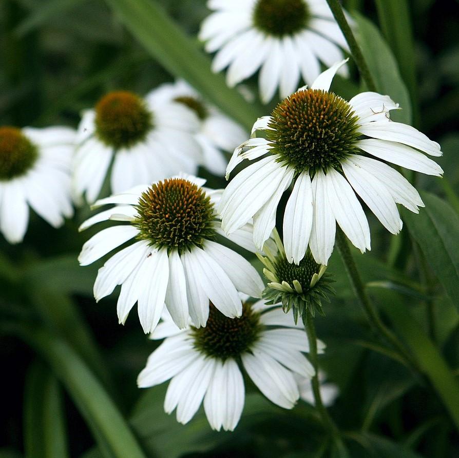 Echinacea purpurea - White Swan Echinacea, Coneflower