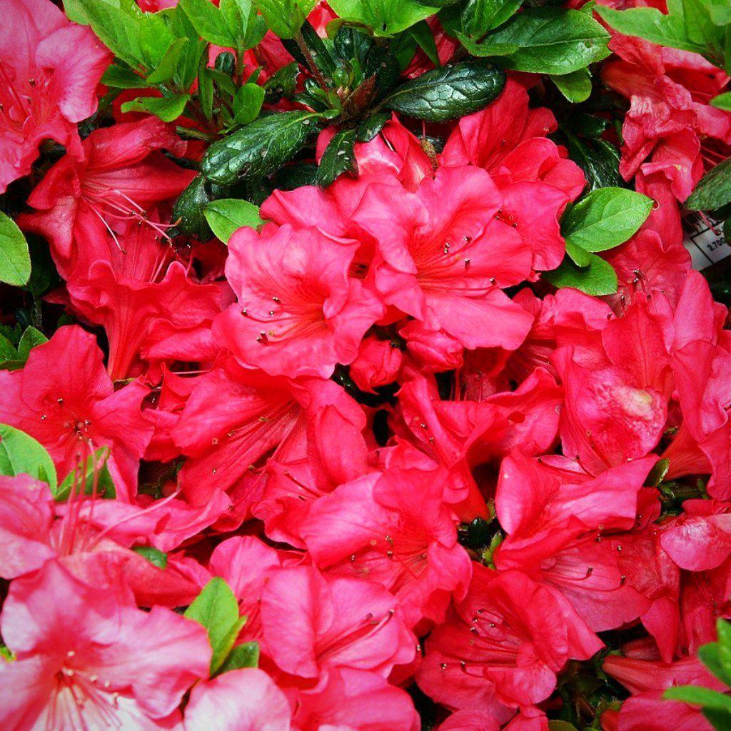 Azalea kaempferi - Johanna Azalea