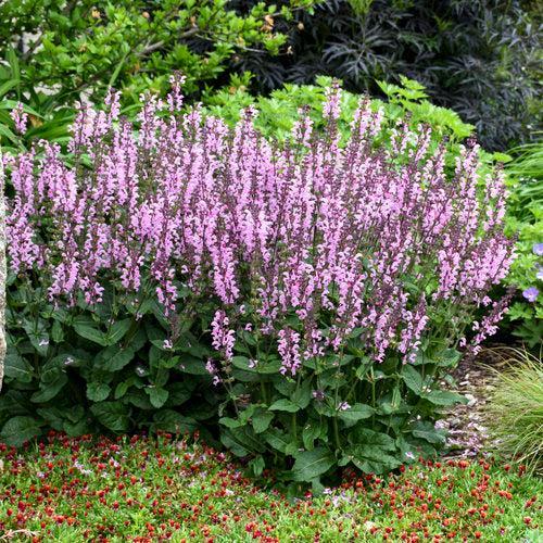 Salvia - Color Spires® Pink Dawn Salvia