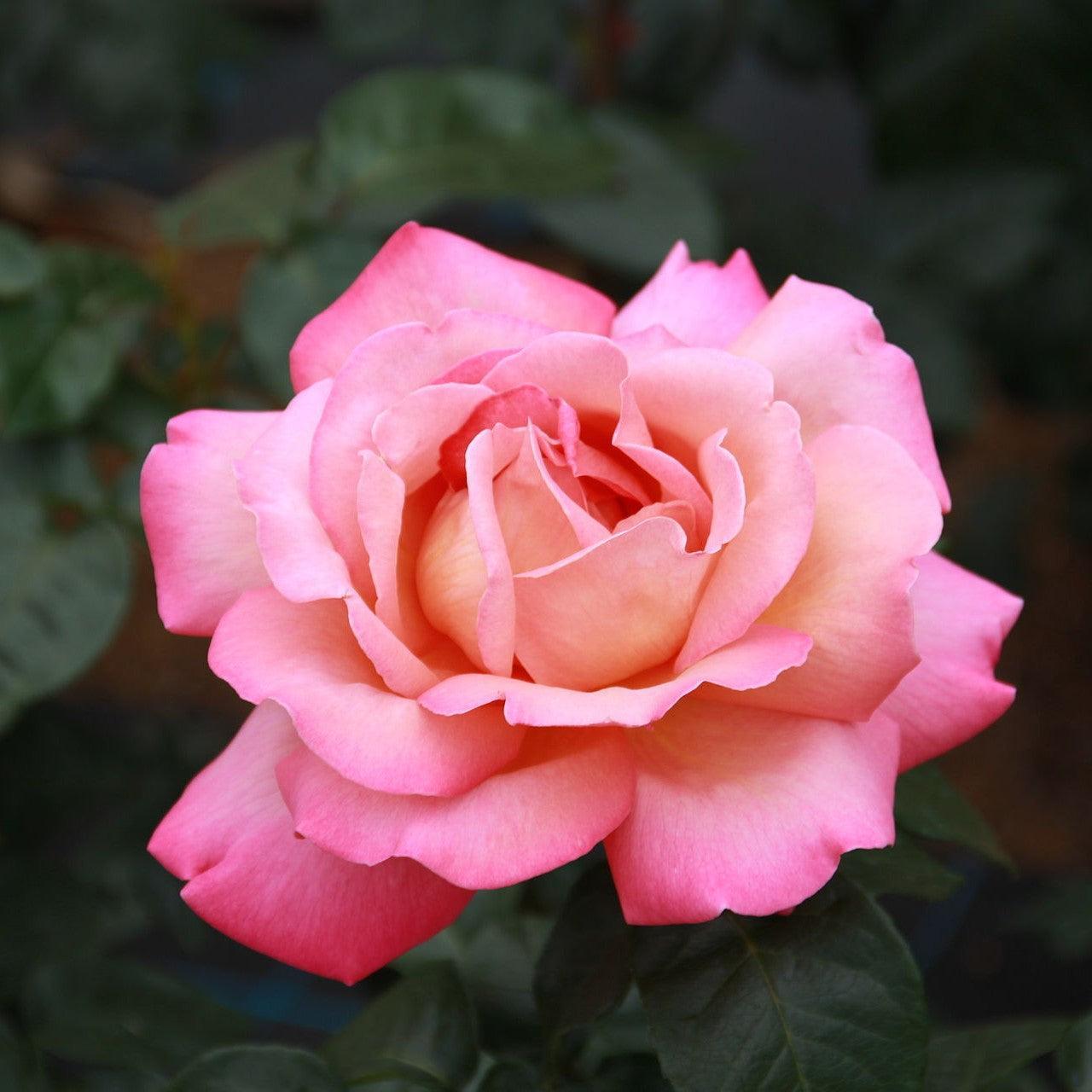 Rosa - Chicago Peace® Rose