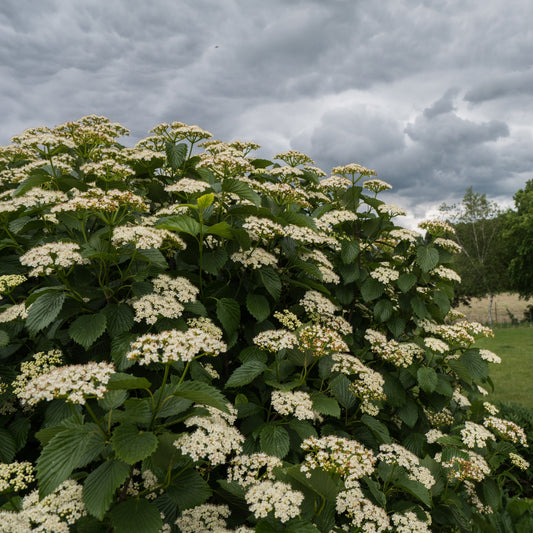 Viburnum dentatum - Autumn Jazz® Viburnum