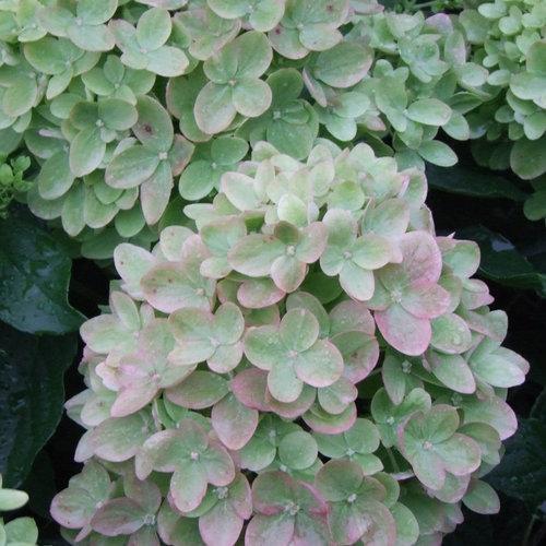 Hydrangea paniculata - Proven Winners® Little Lime® Hydrangea