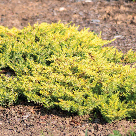 Juniperus conferta - Golden Pacific™ Juniper