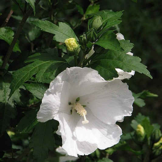 Hibiscus syriacus - Diana Hibiscus