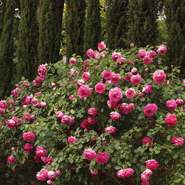 Rosa - Eden Climber® Pretty in Pink Rose