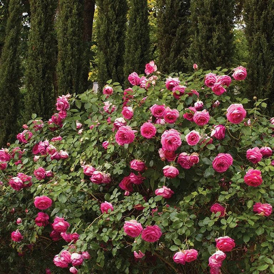 Rosa - Eden Climber® Pretty in Pink Rose