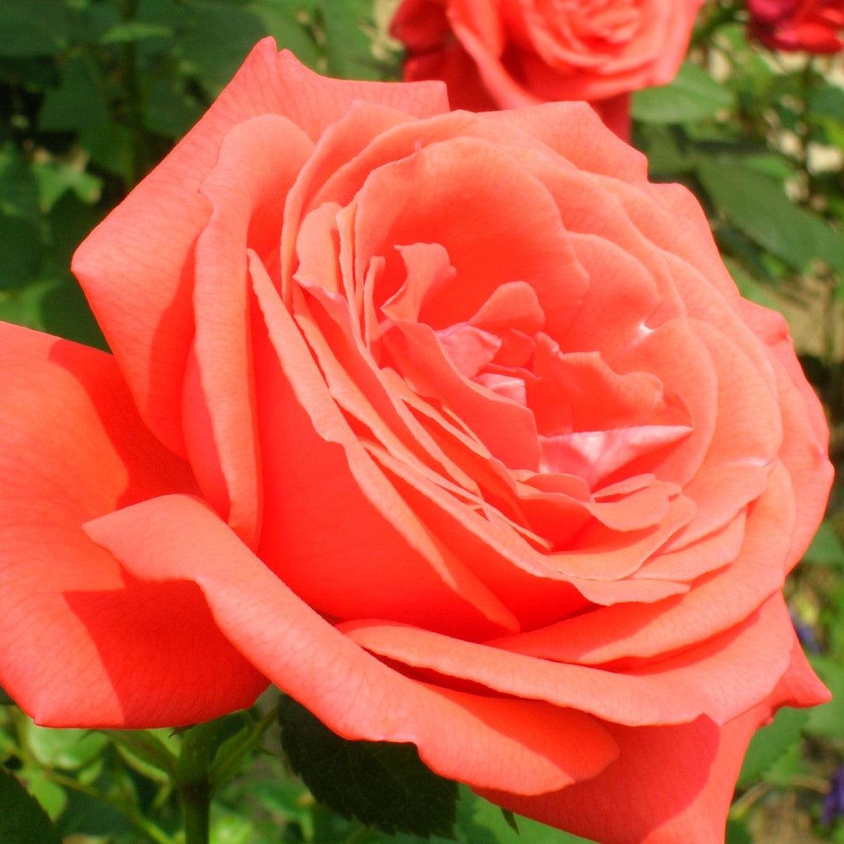 Rosa - Tropicana Rose