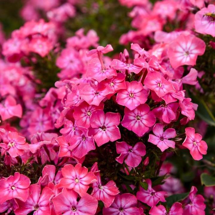 Phlox paniculata - Luminary® Pink Lightning Phlox