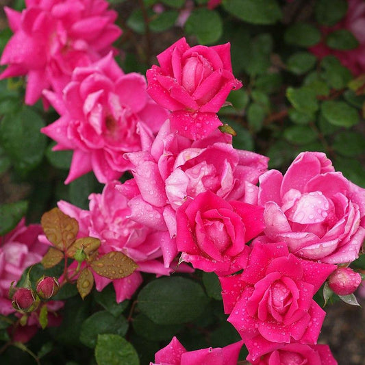 Rosa - Double Pink Knock Out® Rose