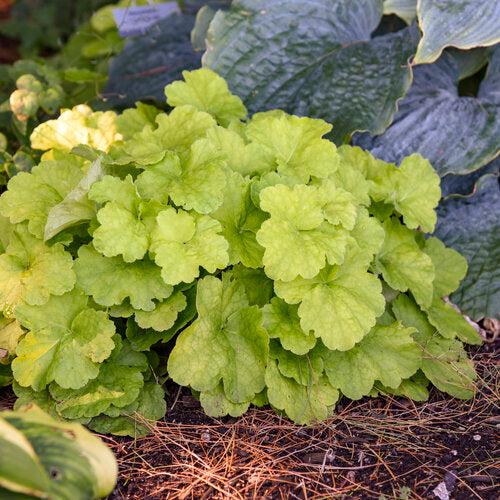 Heuchera - Primo® Pistachio Ambrosia Heuchera