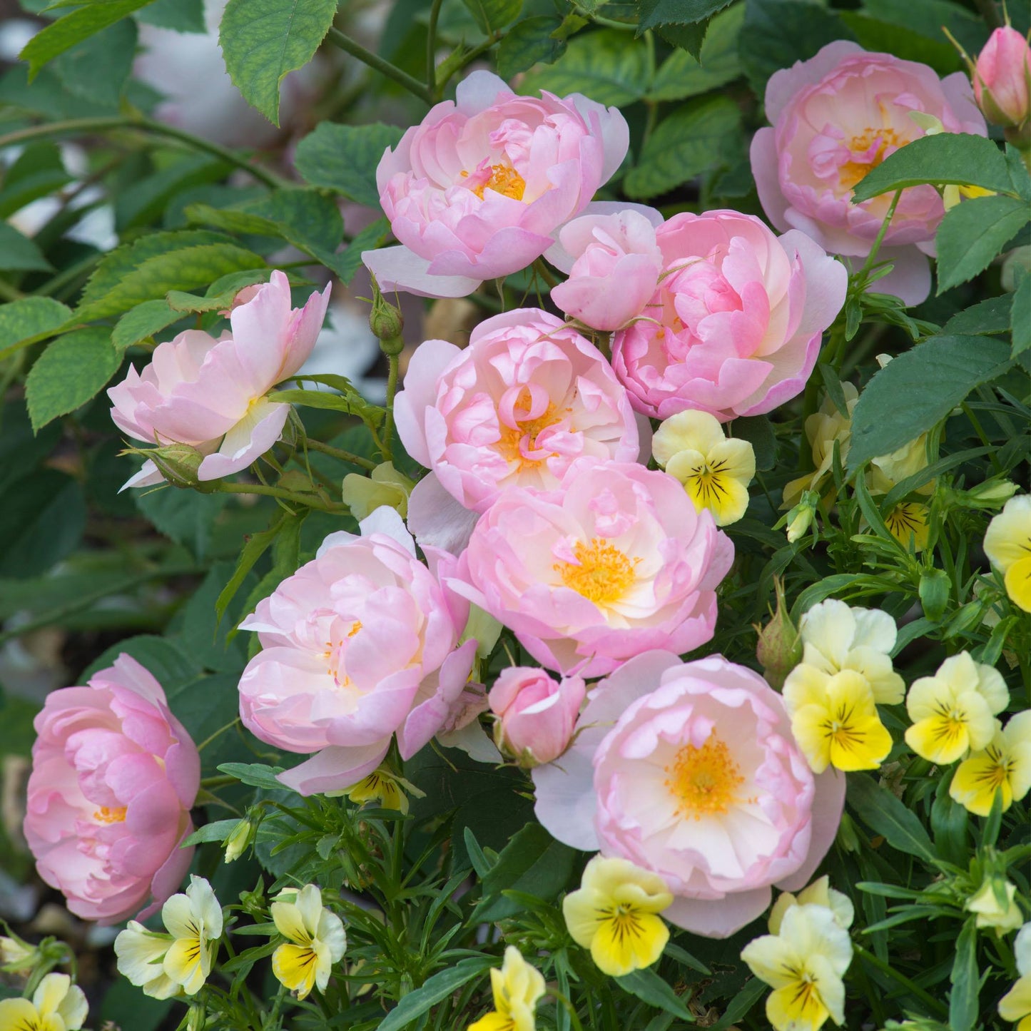 Rosa - Scarborough Fair Rose