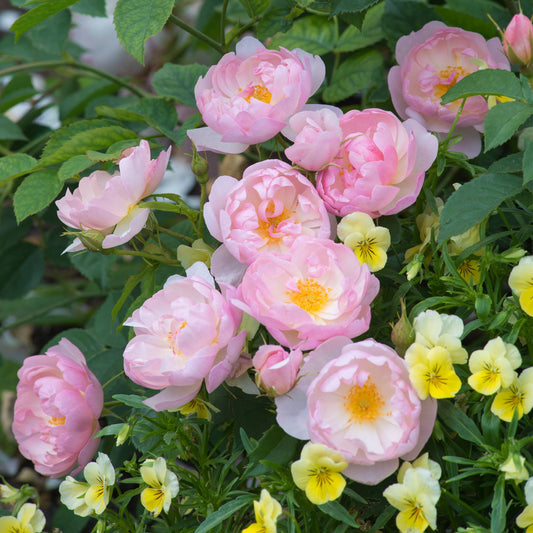 Rosa - Scarborough Fair Rose