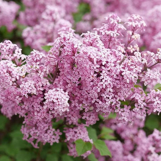 Syringa x - Bloomerang® Purpink Lilac