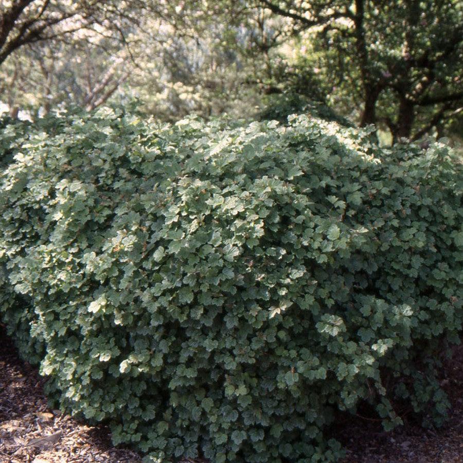 Viburnum opulus - Nanum European Cranberrybush