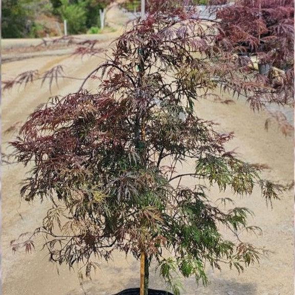 Acer palmatum var. dissectum - Tamukeyama Japanese Maple