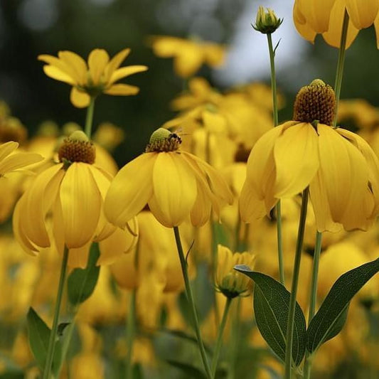 Rudbeckia laciniata - Autumn Sun Cutleaf Coneflower