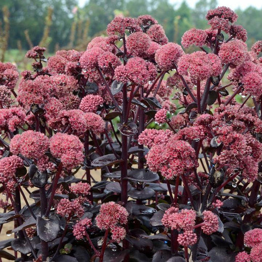 Sedum - Night Embers Stonecrop