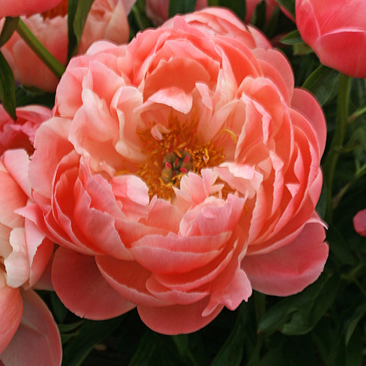 Paeonia lactiflora - Coral Sunset Peony