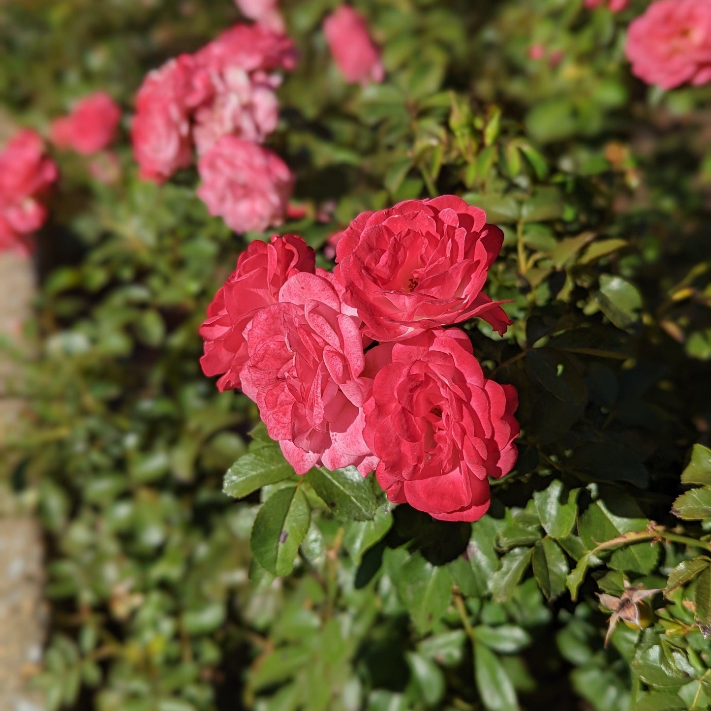 Rosa - Sweet Drift® Rose