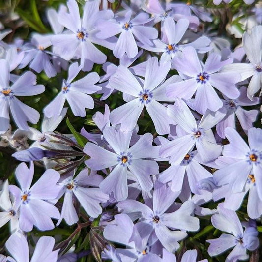 Phlox subulata - Spring Blue Creeping Phlox