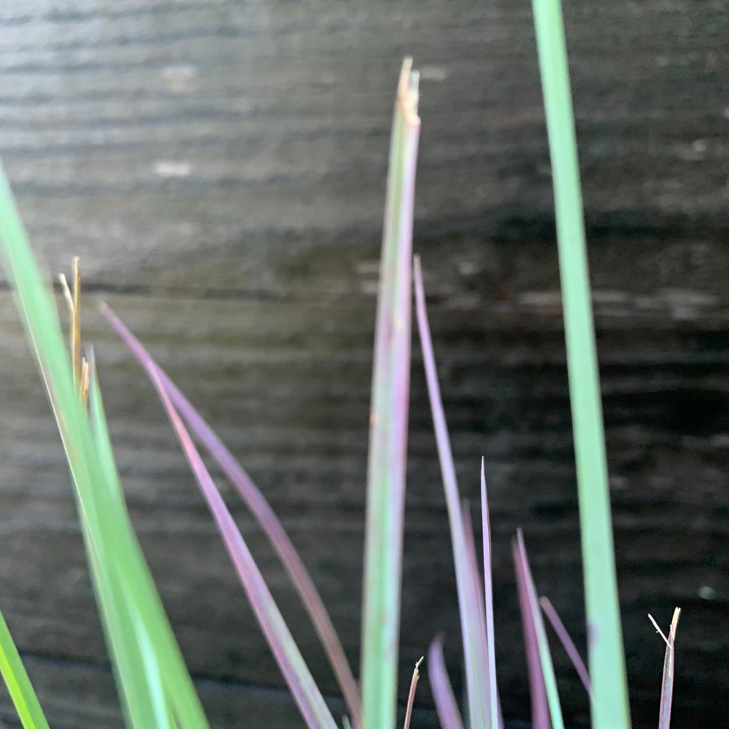 Schizachyrium scoparium - Standing Ovation Little Bluestem