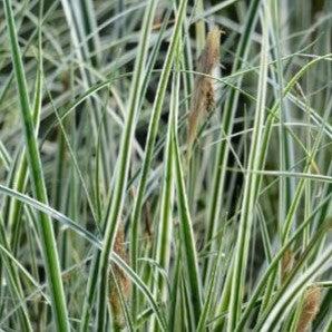 Carex oshimensis - Evercolor® Everest Variegated Sedge