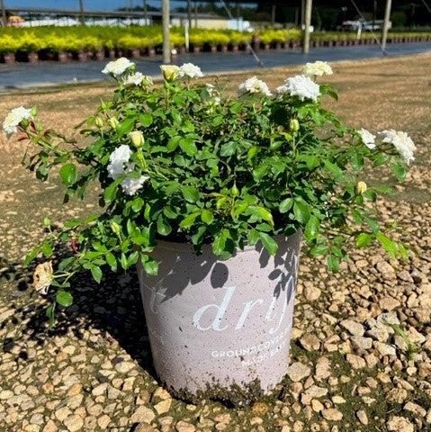 Rosa 'Meizorland’ - White Drift® Rose