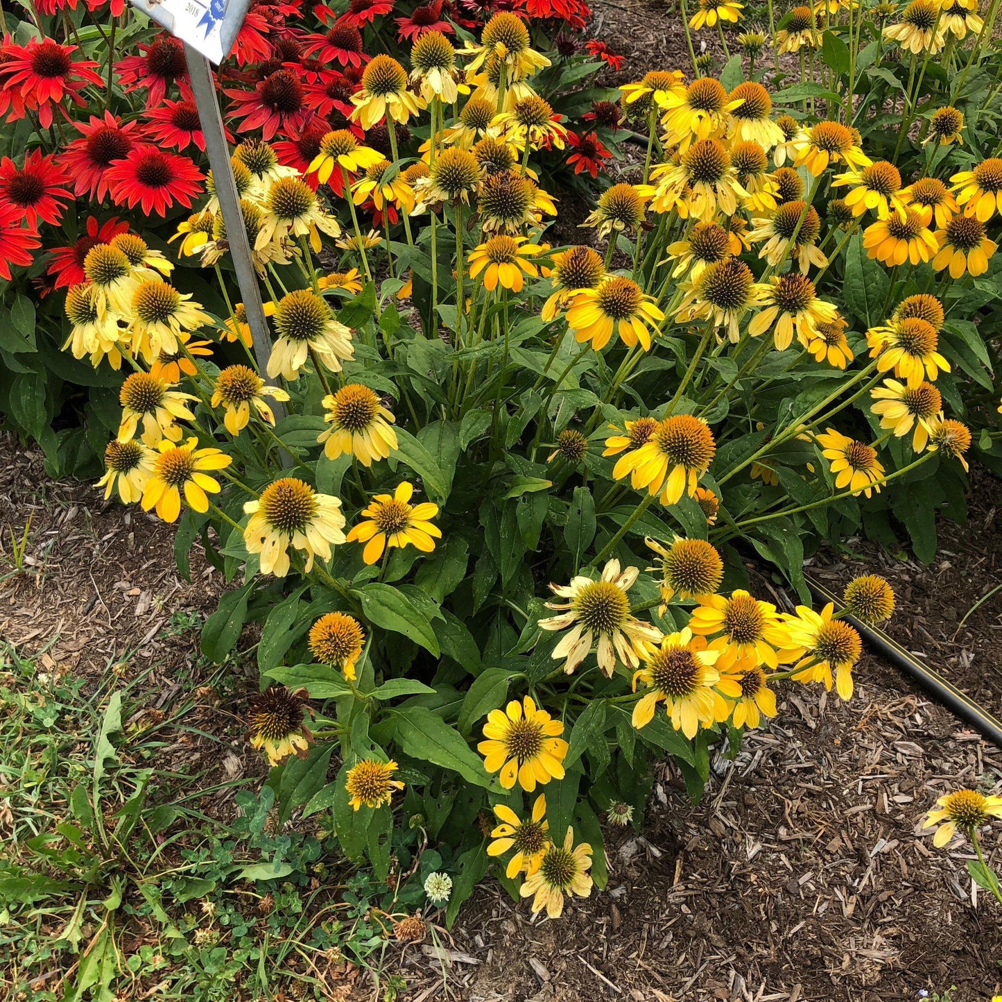 Echinacea - Sombrero® Lemon Yellow Improved Coneflower