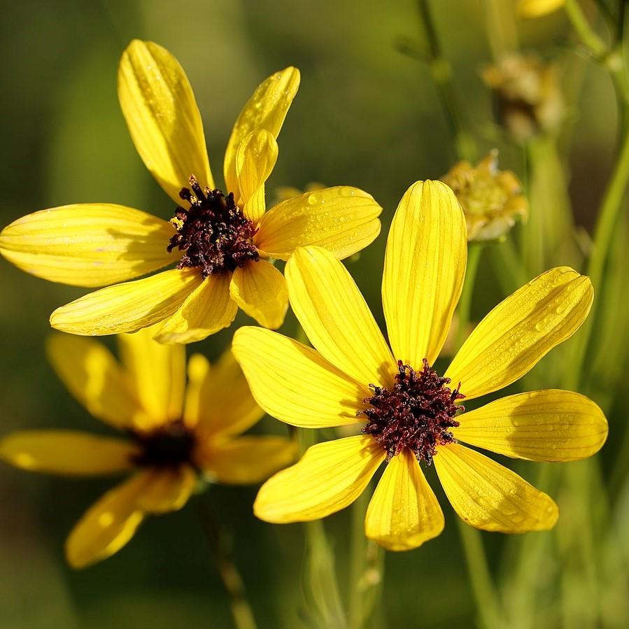 Coreopsis tripteris - Gold Standard Tall Tickseed