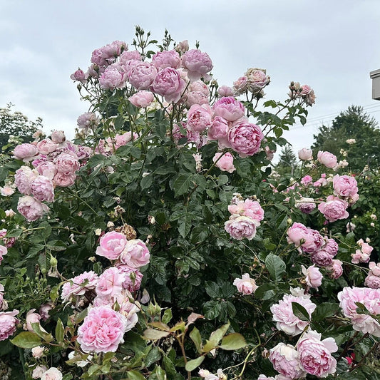 Rosa - The Ingenious Mr. Fairchild® Rose