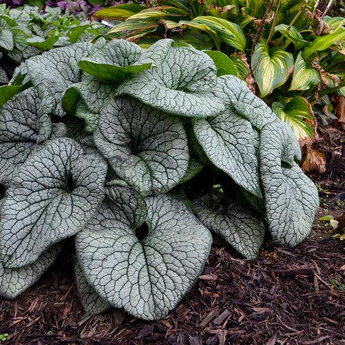Brunnera macrophylla - Queen of Hearts Heartleaf Brunnera