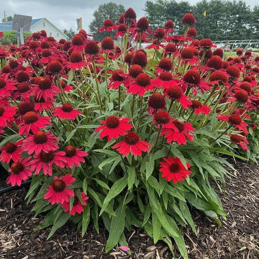 Echinacea purpurea - SunMagic® Vintage Hot Red Echinacea
