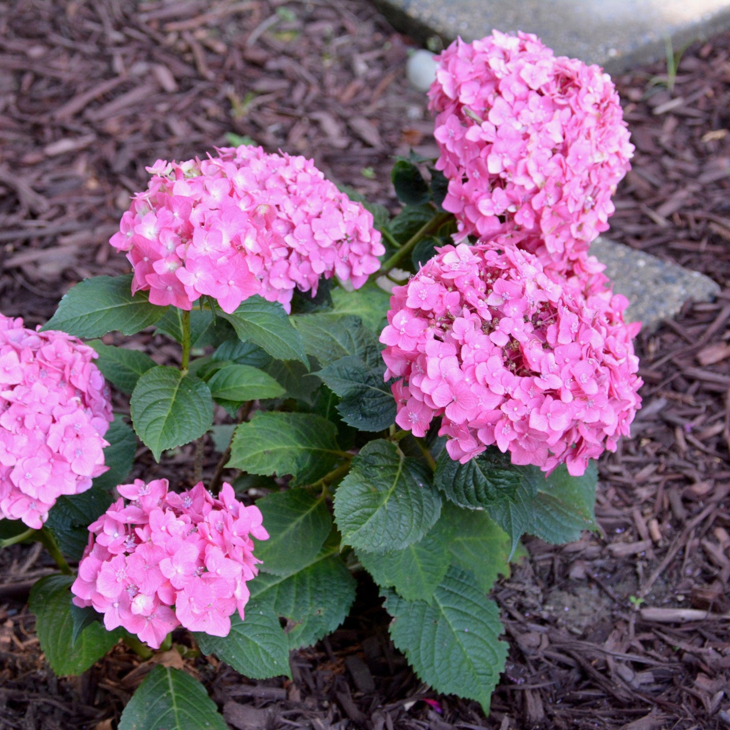 Hydrangea macrophylla - Endless Summer® Summer Crush® Hydrangea