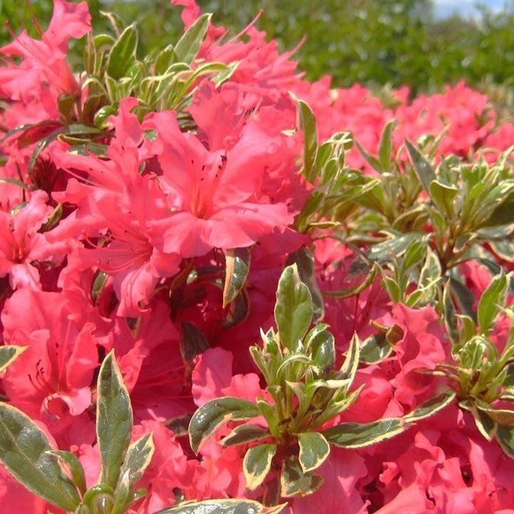 Azalea x - Arctic Rose Azalea