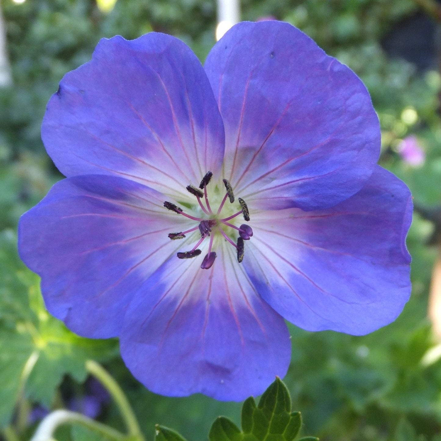 Geranium - Azure Rush Cranesbill