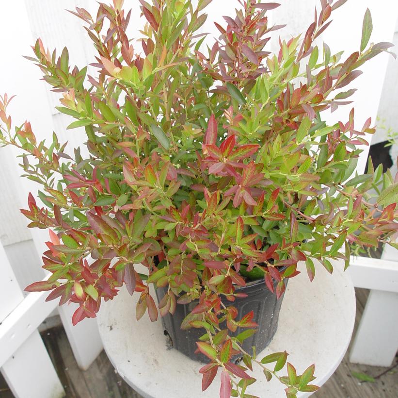 Vaccinium angustifolium - Burgundy Lowbush Blueberry