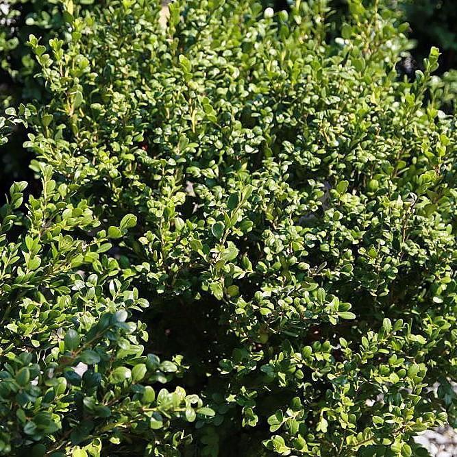 Buxus microphylla var. japonica - Winter Gem Boxwood