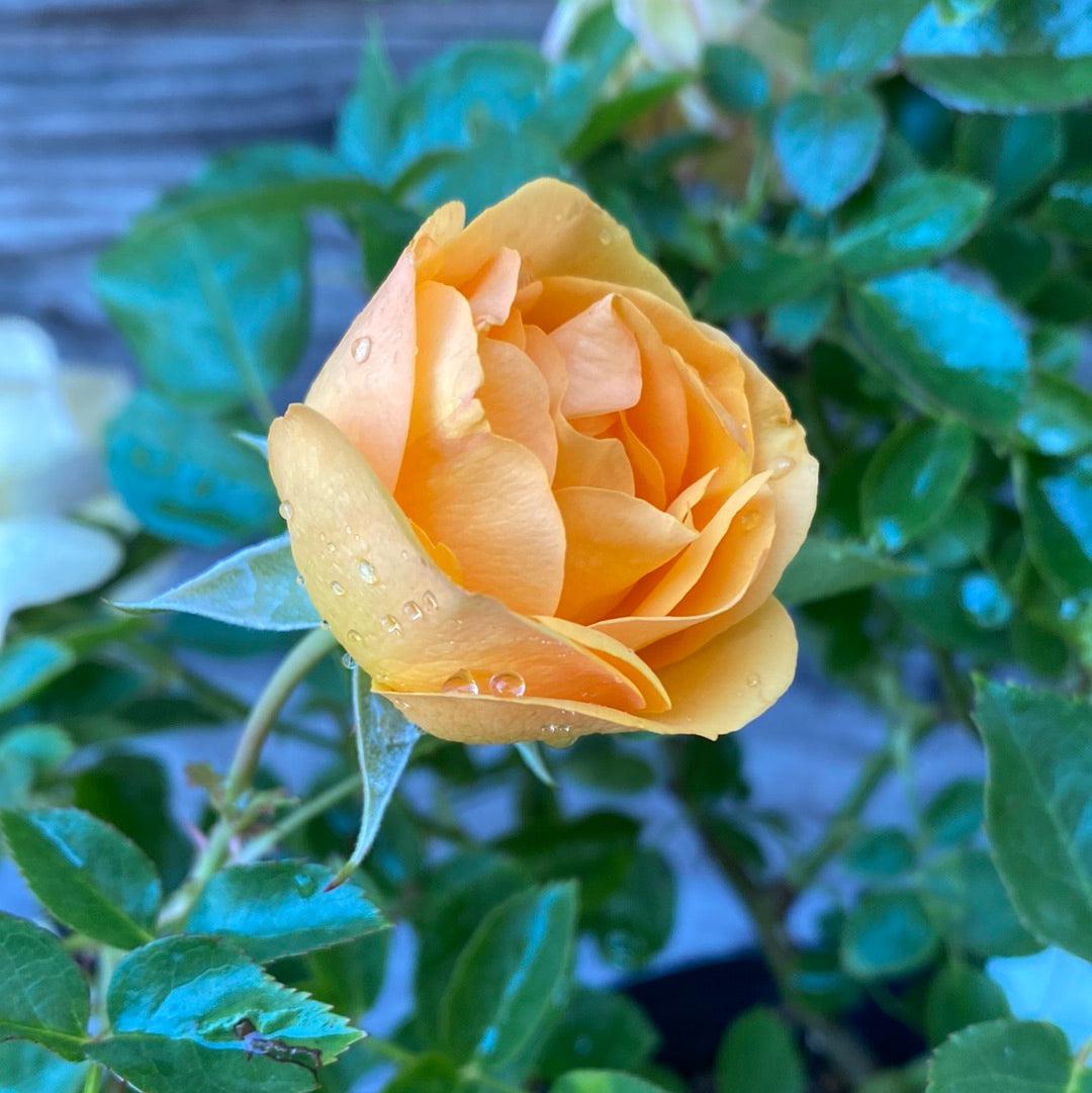 Rosa - Julia Child™ Rose
