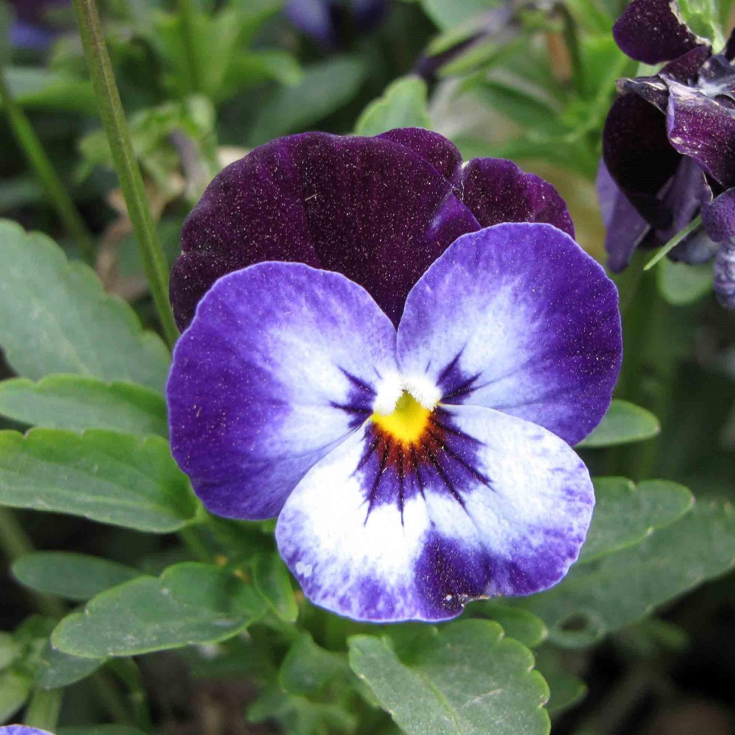 Viola cornuta - Penny™ Denim Jump Up Viola