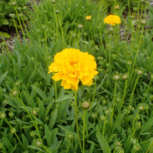 Coreopsis grandiflora - Early Sunrise Giant Tickseed