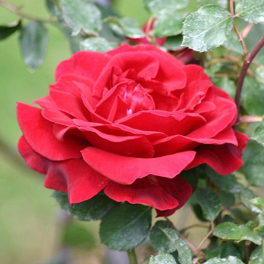 Rosa - Don Juan Rose