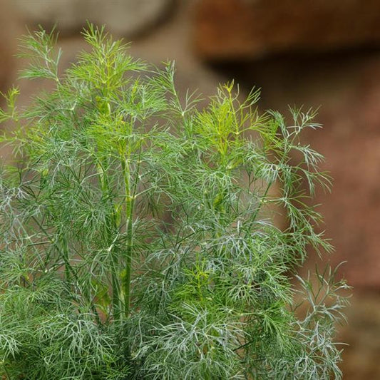 Anethum graveolens - Fernleaf Dill