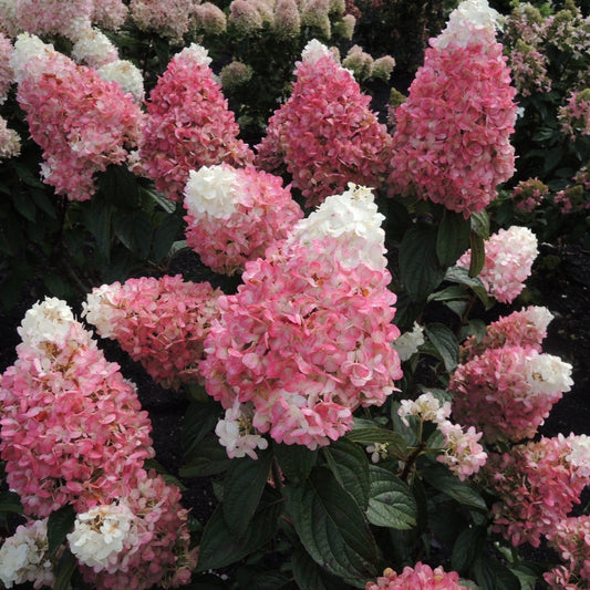 Hydrangea paniculata - Magical® Ruby Snow Hydrangea