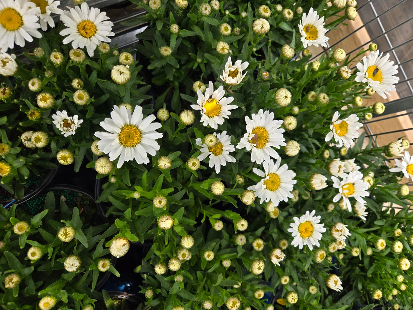Leucanthemum x superbum - Ooh La™ LaGrande Shasta Daisy