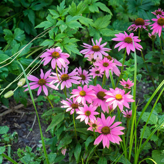 Echinacea purpurea - PowWow® Wild Berry Echinacea, Coneflower