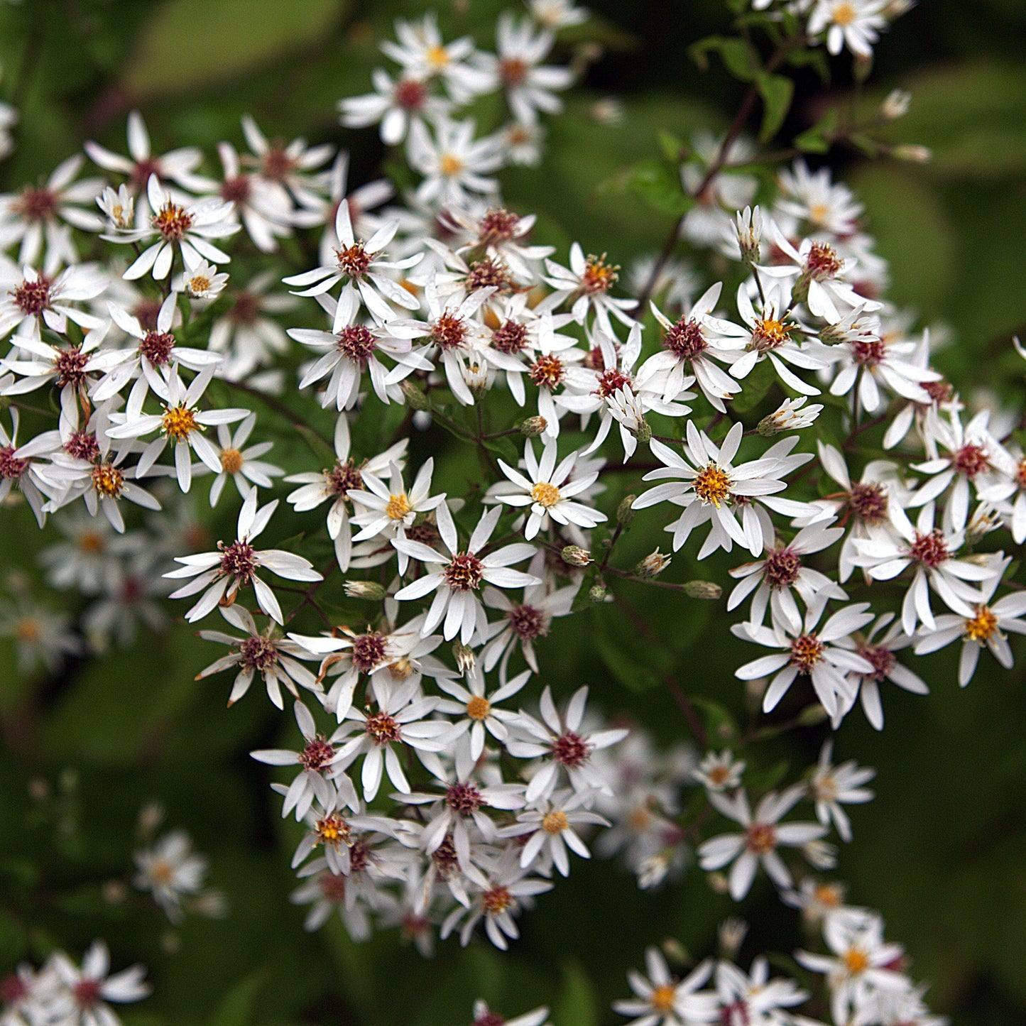Aster divaricatus ‘Eastern Star’   - Eastern Star White Wood Aster
