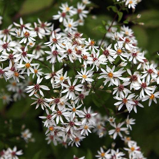 Aster divaricatus ‘Eastern Star’   - Eastern Star White Wood Aster
